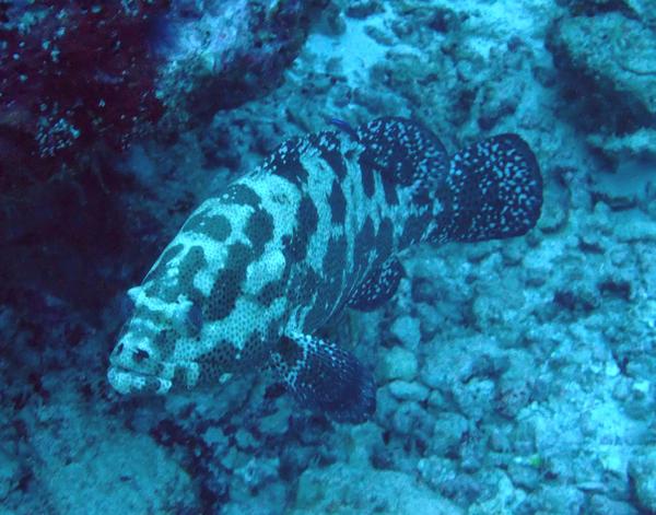 Groupers - Brown Marbled Grouper