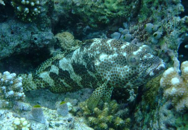 Groupers - Honeycomb Grouper