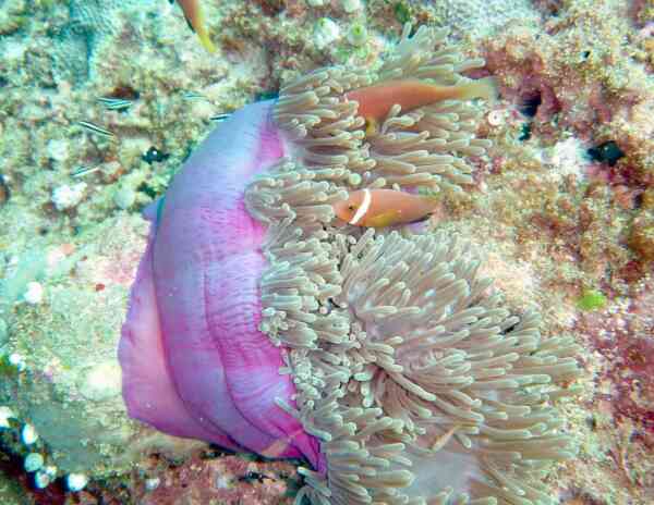 Damselfish - Maldives Anemonefish