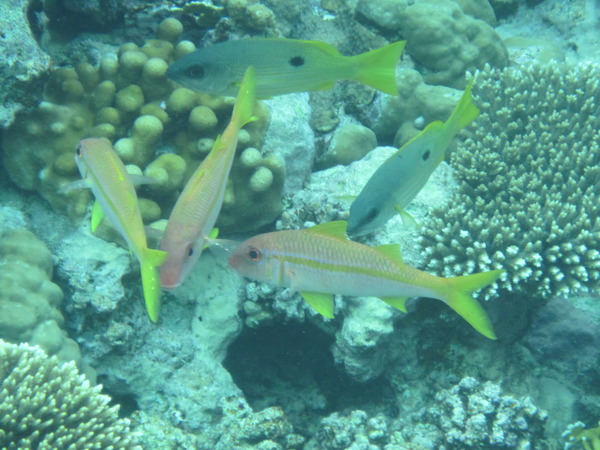 Goatfish - Yellowfin Goatfish