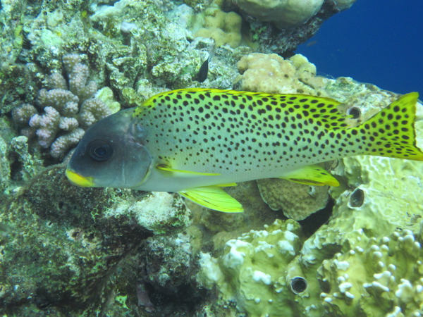 Grunts - Blackspotted Sweetlips