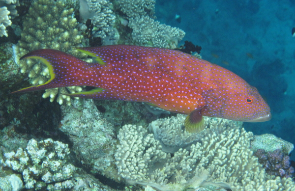 Groupers - Lunartail Grouper