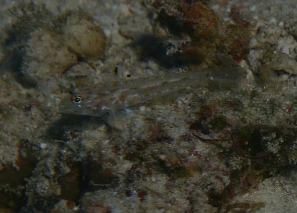 Gobies - Common fusegoby