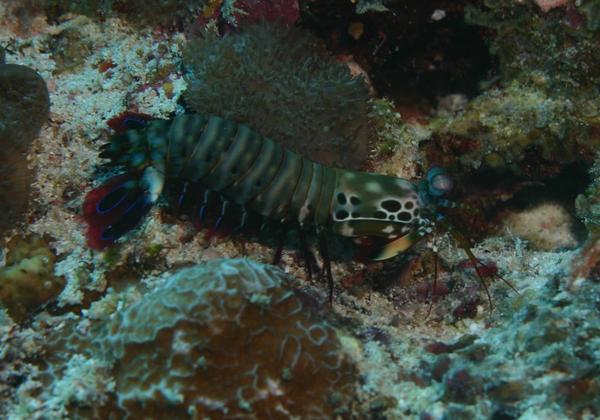 Shrimps - Green Mantis Shrimp