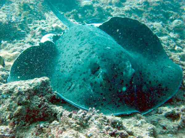 Stingrays - Blotched Fantail Ray