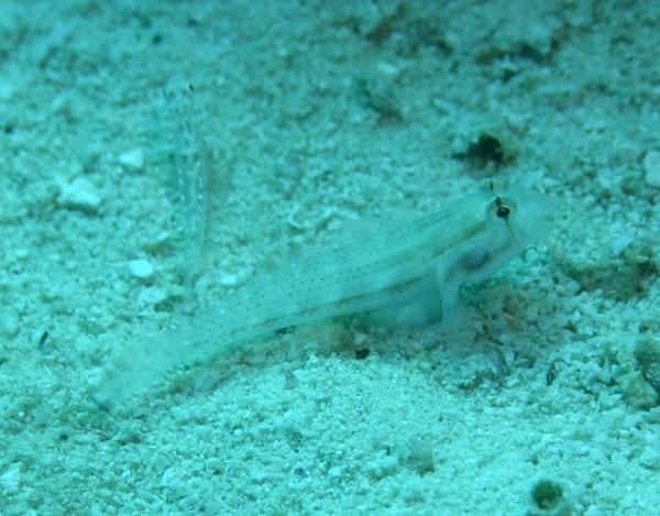 Gobies - Eye-bar Goby