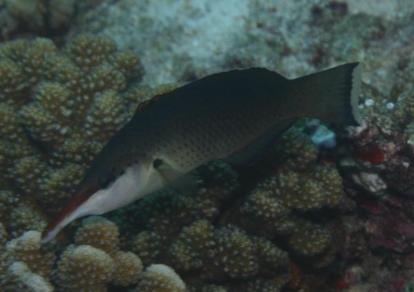 Wrasse - Bird Wrasse