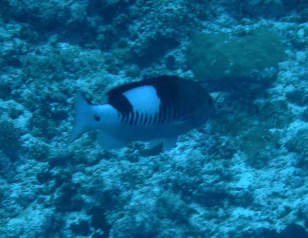 Groupers - Masked Grouper