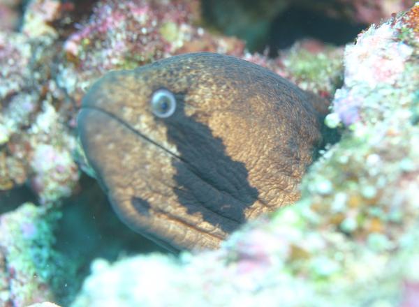 Moray - Blackcheek Moray