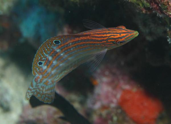 Wrasse - Adorned Wrasse