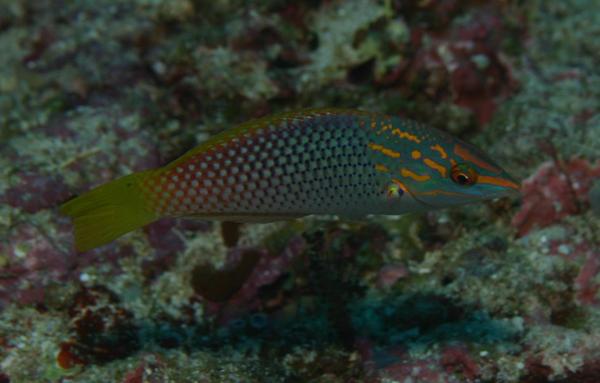 Wrasse - Checkerboard Wrasse