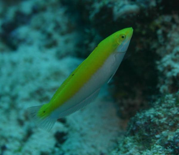 Wrasse - Canarytop wrasse