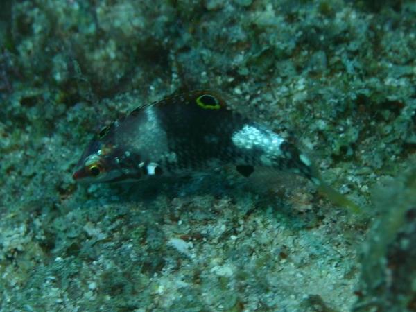 Wrasse - Nebulous Wrasse