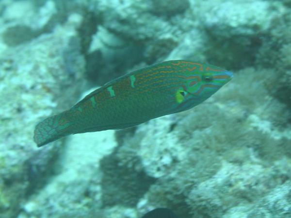 Wrasse - Indian Ocean pinstriped wrasse