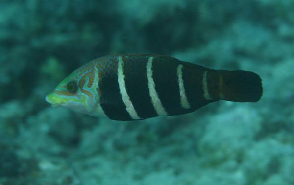 Wrasse - Barred Thicklip Wrasse