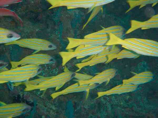 Snappers - Bluelined Snapper