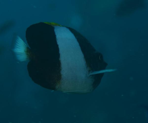 Butterflyfish - Brown-and-white Butterflyfish