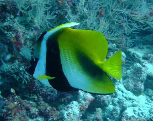 Butterflyfish - Masked Bannerfish