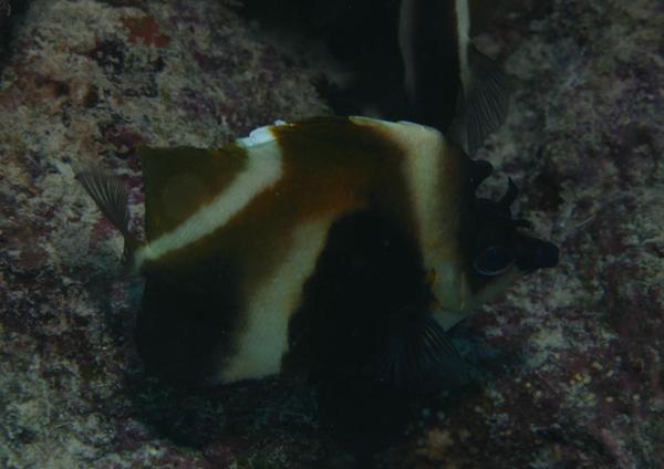 Butterflyfish - Phantom Bannerfish