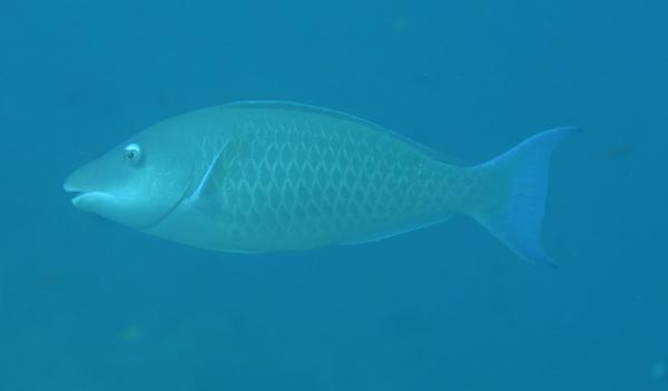 Parrotfish - Longnose Parrotfish