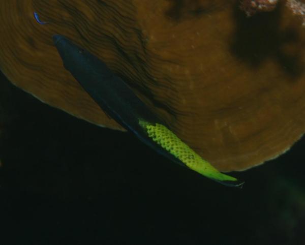 Wrasse - Bicolor Cleaner Wrasse