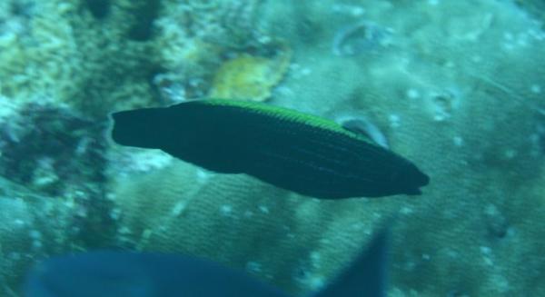 Wrasse - Yellowback tubelip