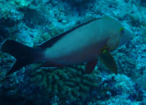 Snappers - Humpback Snapper