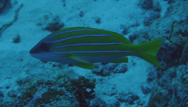 Snappers - Bluelined Snapper