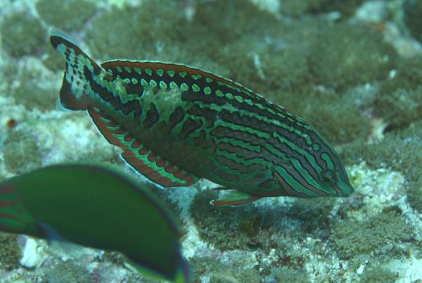 Wrasse - Rare Wrasse