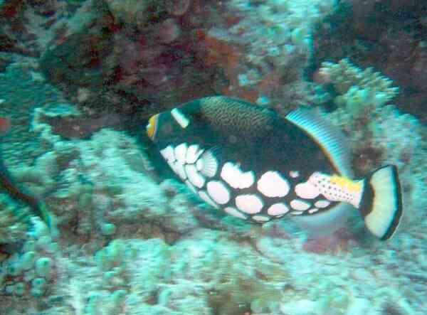 Triggerfish - Clown Triggerfish