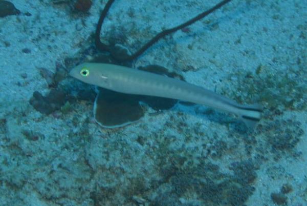 Tilefish - Flagtail Blanquillo