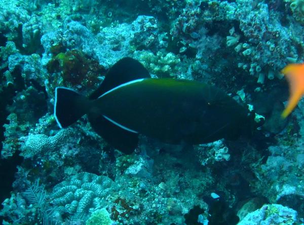 Triggerfish - Indian Triggerfish