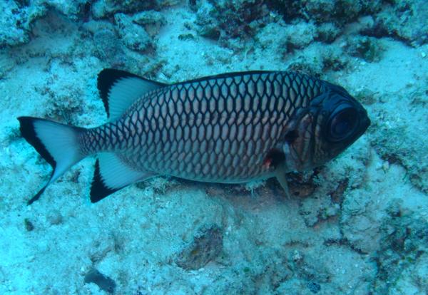 Squirrelfish - Shadowfin Soldierfish