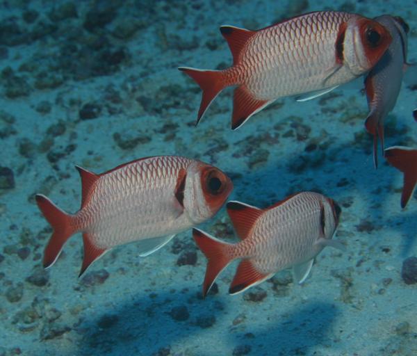 Squirrelfish - Blacktip Soldierfish