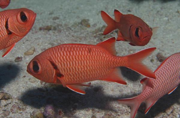 Squirrelfish - White-edged Soldierfish