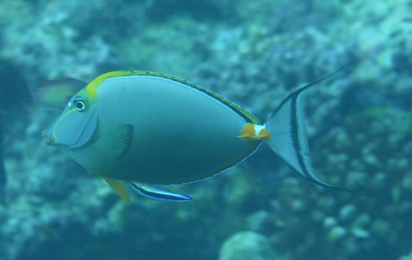 Surgeonfish - Elegant Unicornfish