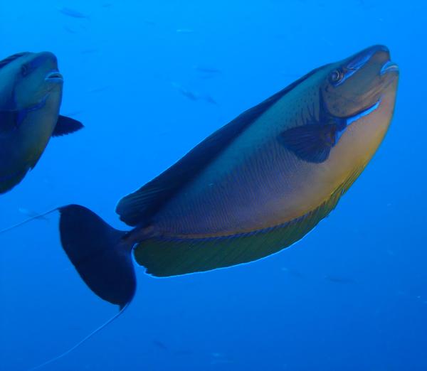 Surgeonfish - Bignose Unicornfish