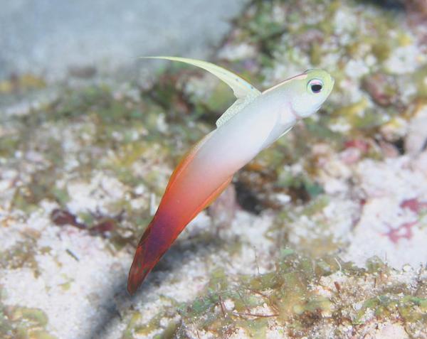 Gobies - Fire Goby