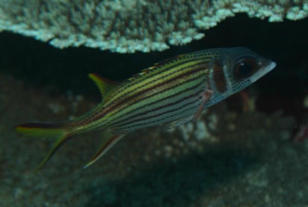 Squirrelfish - Bloodspot Squirrelfish