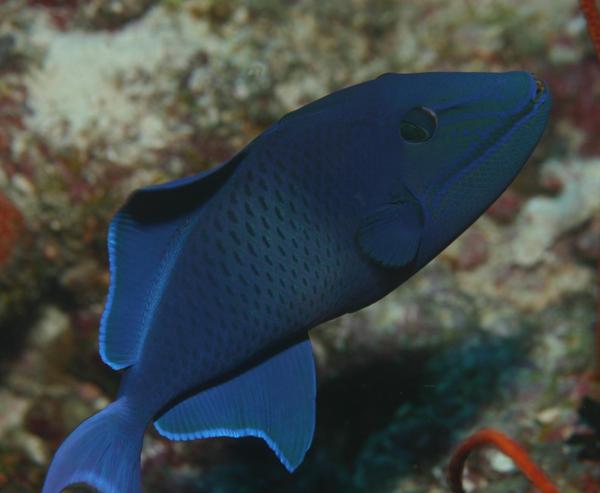 Triggerfish - Redtooth Triggerfish