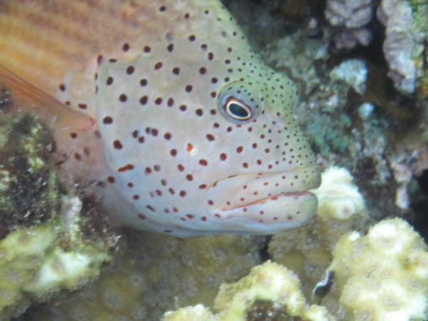 Hawkfish - Blackside Hawkfish