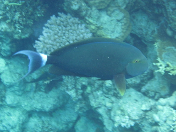 Surgeonfish - Black Surgeonfish