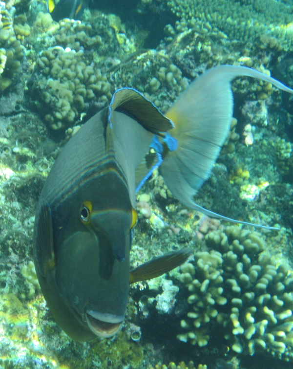 Surgeonfish - Bluespine Unicornfish