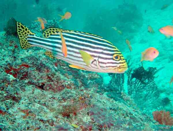 Grunts - Indian Ocean Oriental Sweetlips