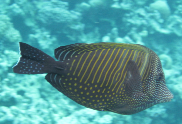 Surgeonfish - Desjardini Sailfin Tang