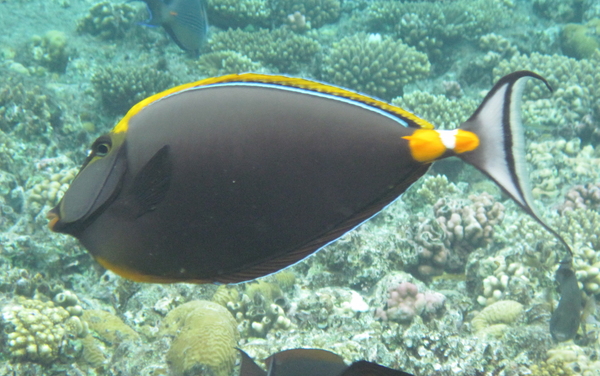 Surgeonfish - Elegant Unicornfish