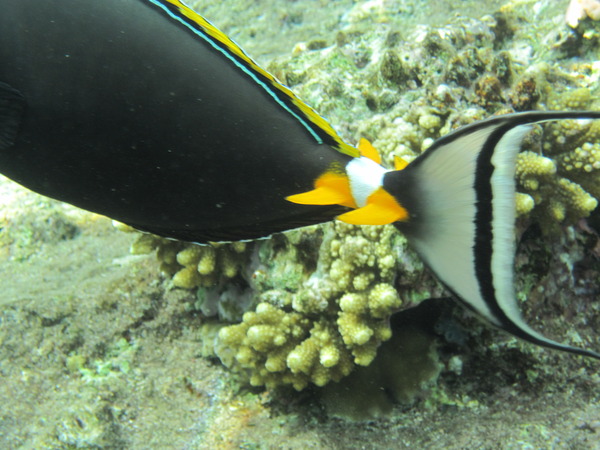 Surgeonfish - Elegant Unicornfish