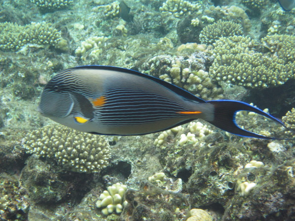 Surgeonfish - Sohal Surgeonfish