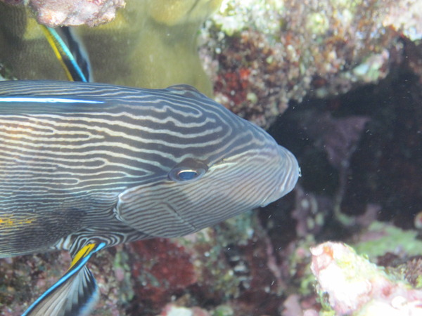 Surgeonfish - Sohal Surgeonfish