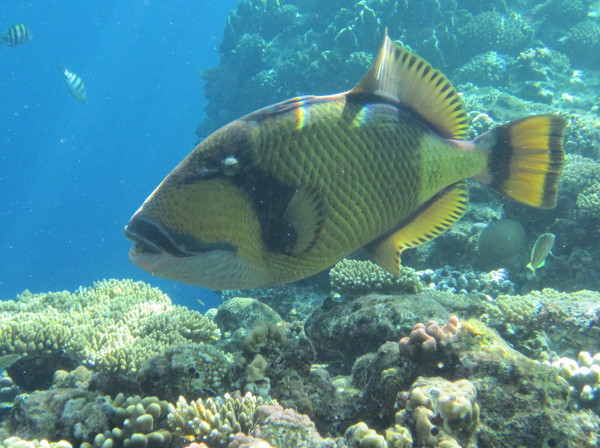 Triggerfish - Titan Triggerfish